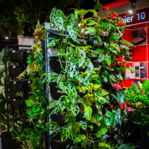 ASSORTED GREENWALL PLANTS