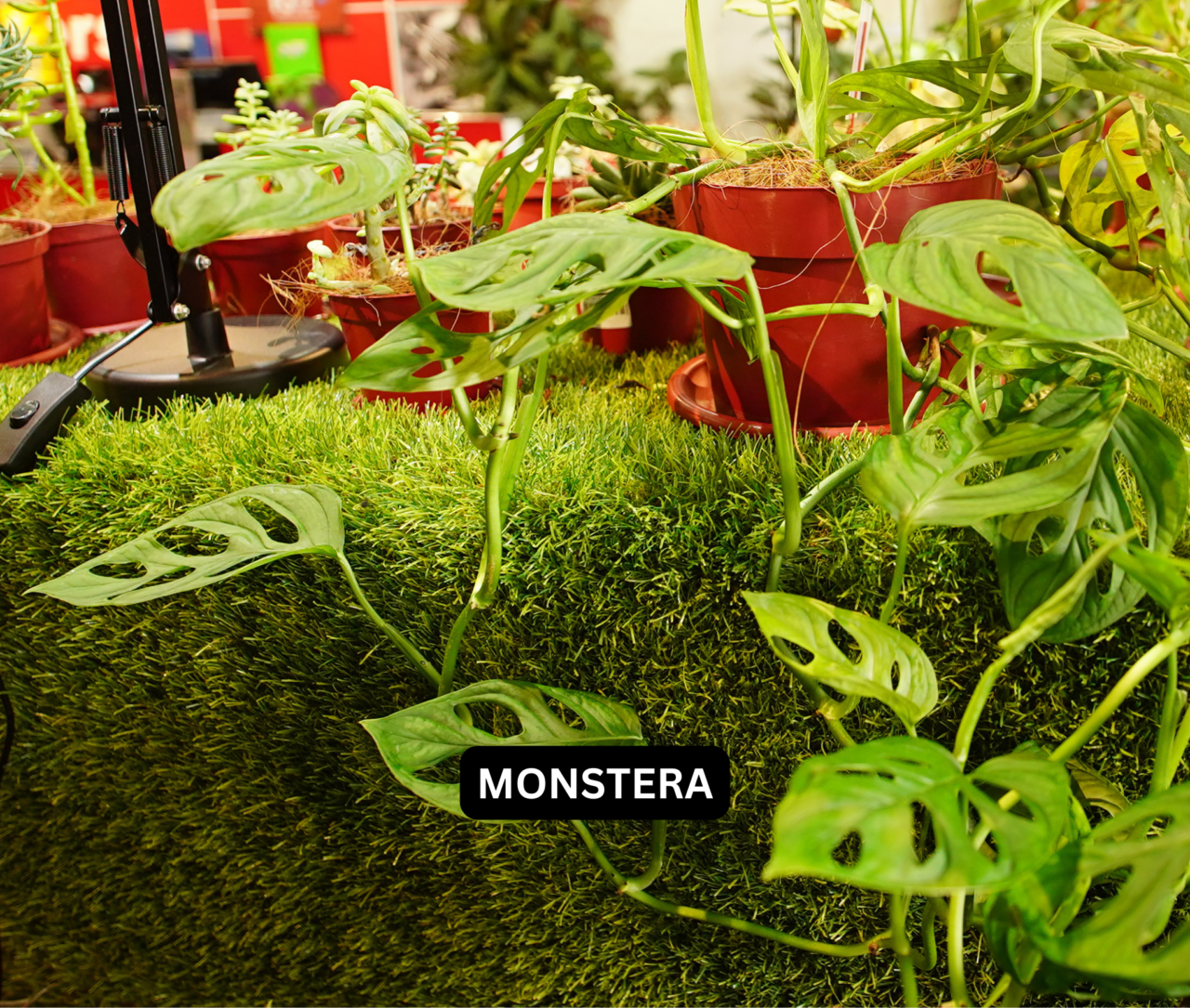 ASSORTED LIVE PLANTS - GreenHeart - Green Living Essentials