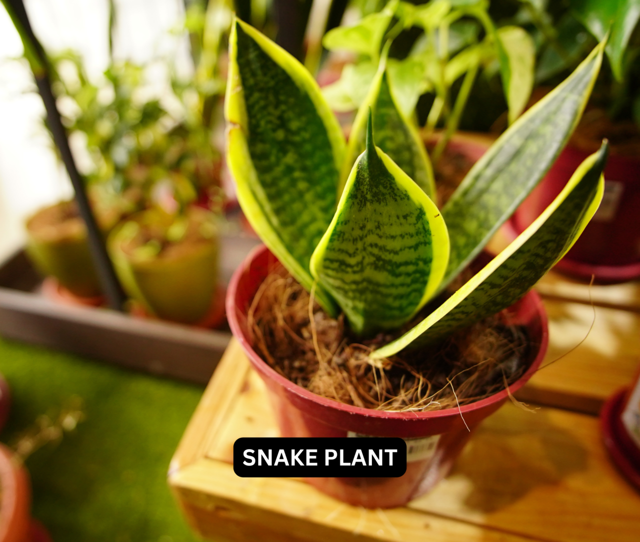 ASSORTED LIVE PLANTS - GreenHeart - Green Living Essentials