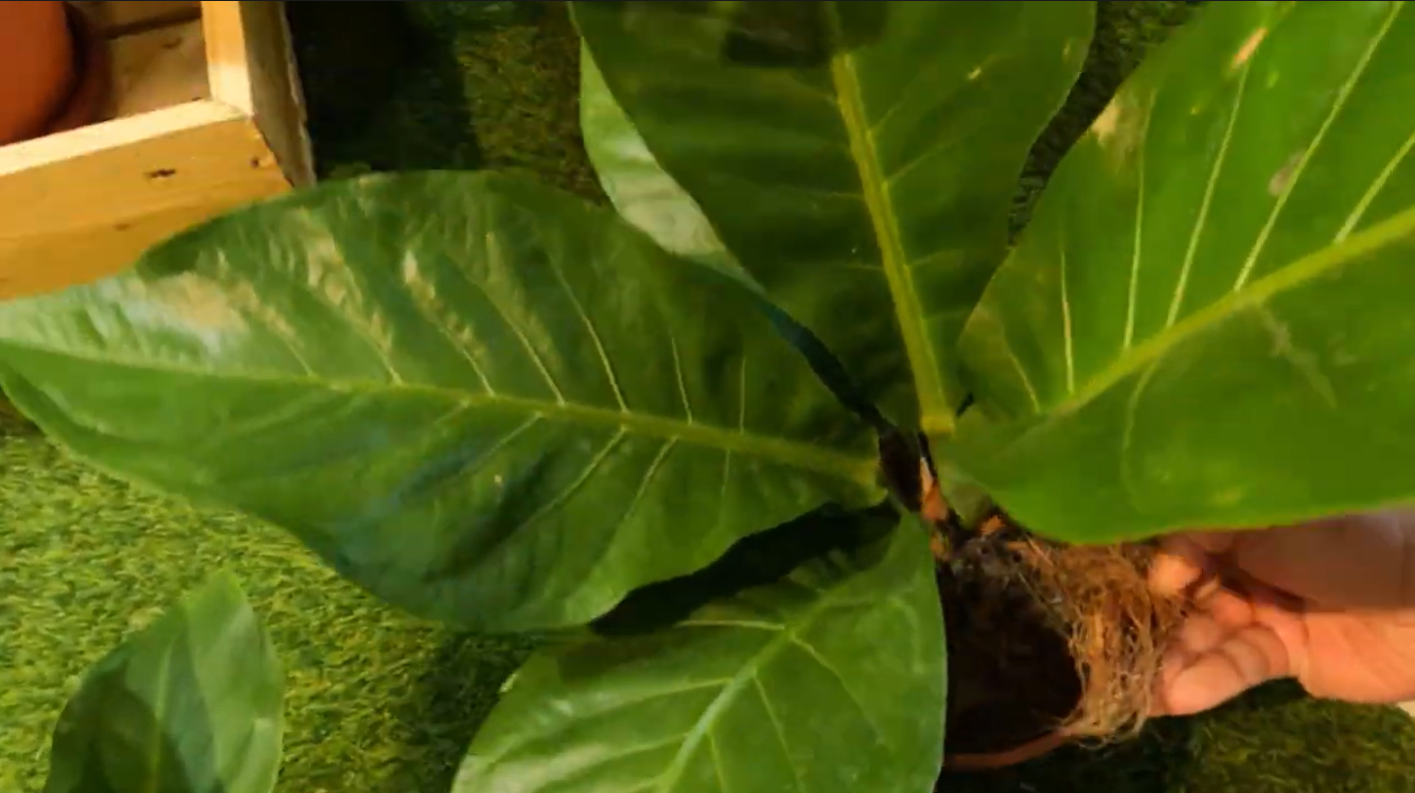 ASSORTED LIVE PLANTS - GreenHeart - Green Living Essentials
