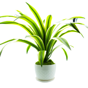 Artificial Agave - potted