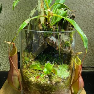 Terrariums