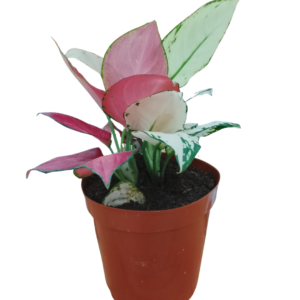 Aglonema 2-in-1