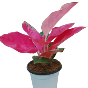 Aglonema Red star