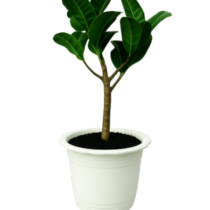Rubber Tree 'Compacta'
