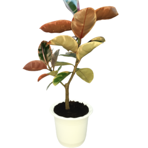 Rubber Tree ‘Tineke’