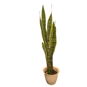 Snake Plant