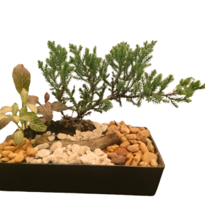 Bonsai Zen Garden 2
